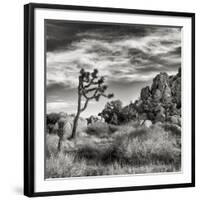 USA, California, Joshua Tree National Park, Joshua Tree in Mojave Desert-Ann Collins-Framed Photographic Print