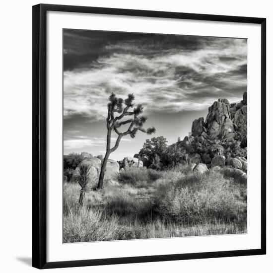 USA, California, Joshua Tree National Park, Joshua Tree in Mojave Desert-Ann Collins-Framed Photographic Print