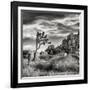 USA, California, Joshua Tree National Park, Joshua Tree in Mojave Desert-Ann Collins-Framed Photographic Print