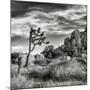 USA, California, Joshua Tree National Park, Joshua Tree in Mojave Desert-Ann Collins-Mounted Photographic Print
