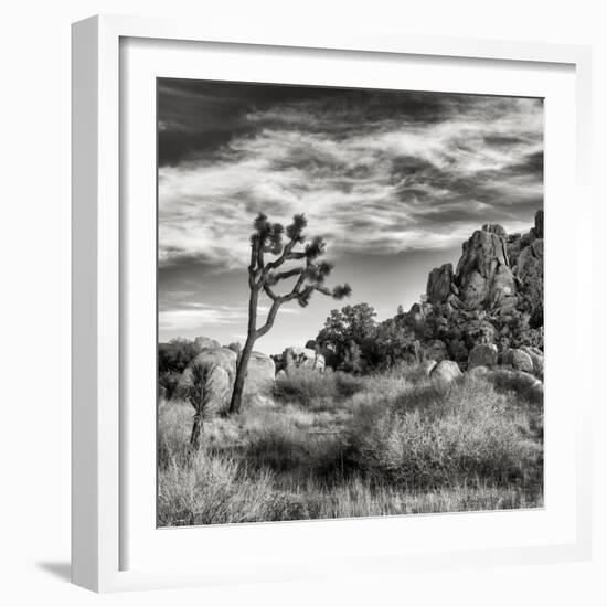 USA, California, Joshua Tree National Park, Joshua Tree in Mojave Desert-Ann Collins-Framed Photographic Print