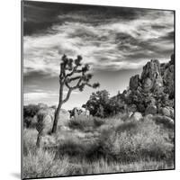 USA, California, Joshua Tree National Park, Joshua Tree in Mojave Desert-Ann Collins-Mounted Photographic Print