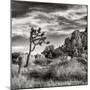 USA, California, Joshua Tree National Park, Joshua Tree in Mojave Desert-Ann Collins-Mounted Photographic Print