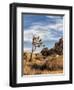 USA, California, Joshua Tree National Park. Joshua Trees in Mojave Desert-Ann Collins-Framed Premium Photographic Print