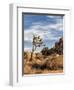 USA, California, Joshua Tree National Park. Joshua Trees in Mojave Desert-Ann Collins-Framed Premium Photographic Print