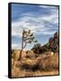 USA, California, Joshua Tree National Park. Joshua Trees in Mojave Desert-Ann Collins-Framed Stretched Canvas