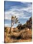 USA, California, Joshua Tree National Park. Joshua Trees in Mojave Desert-Ann Collins-Stretched Canvas