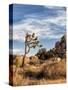 USA, California, Joshua Tree National Park. Joshua Trees in Mojave Desert-Ann Collins-Stretched Canvas