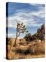 USA, California, Joshua Tree National Park. Joshua Trees in Mojave Desert-Ann Collins-Stretched Canvas