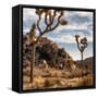 USA, California, Joshua Tree National Park, Joshua Trees in Mojave Desert-Ann Collins-Framed Stretched Canvas