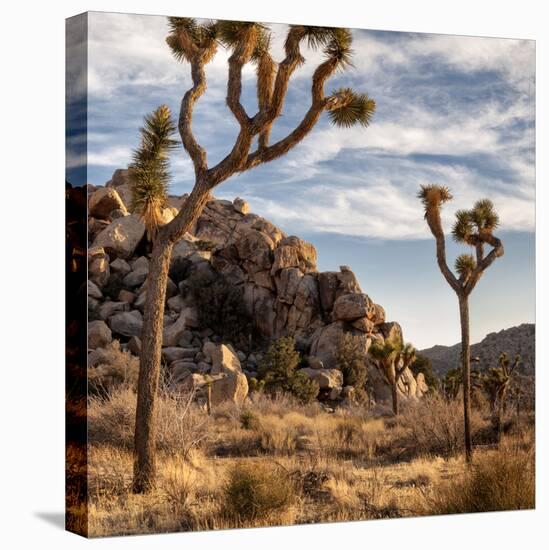 USA, California, Joshua Tree National Park, Joshua Trees in Mojave Desert-Ann Collins-Stretched Canvas