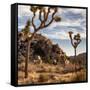 USA, California, Joshua Tree National Park, Joshua Trees in Mojave Desert-Ann Collins-Framed Stretched Canvas