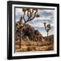 USA, California, Joshua Tree National Park, Joshua Trees in Mojave Desert-Ann Collins-Framed Photographic Print