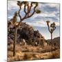 USA, California, Joshua Tree National Park, Joshua Trees in Mojave Desert-Ann Collins-Mounted Photographic Print