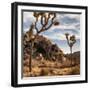 USA, California, Joshua Tree National Park, Joshua Trees in Mojave Desert-Ann Collins-Framed Photographic Print