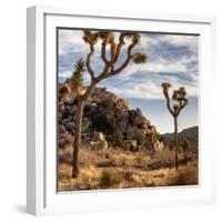 USA, California, Joshua Tree National Park, Joshua Trees in Mojave Desert-Ann Collins-Framed Photographic Print