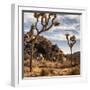 USA, California, Joshua Tree National Park, Joshua Trees in Mojave Desert-Ann Collins-Framed Photographic Print