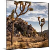 USA, California, Joshua Tree National Park, Joshua Trees in Mojave Desert-Ann Collins-Mounted Photographic Print