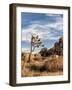 USA, California, Joshua Tree National Park. Joshua Trees in Mojave Desert-Ann Collins-Framed Photographic Print