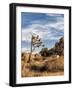 USA, California, Joshua Tree National Park. Joshua Trees in Mojave Desert-Ann Collins-Framed Photographic Print