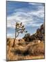 USA, California, Joshua Tree National Park. Joshua Trees in Mojave Desert-Ann Collins-Mounted Photographic Print