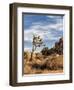 USA, California, Joshua Tree National Park. Joshua Trees in Mojave Desert-Ann Collins-Framed Photographic Print