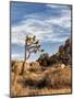 USA, California, Joshua Tree National Park. Joshua Trees in Mojave Desert-Ann Collins-Mounted Photographic Print