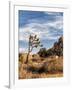 USA, California, Joshua Tree National Park. Joshua Trees in Mojave Desert-Ann Collins-Framed Photographic Print