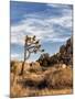 USA, California, Joshua Tree National Park. Joshua Trees in Mojave Desert-Ann Collins-Mounted Photographic Print