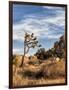 USA, California, Joshua Tree National Park. Joshua Trees in Mojave Desert-Ann Collins-Framed Photographic Print