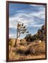 USA, California, Joshua Tree National Park. Joshua Trees in Mojave Desert-Ann Collins-Framed Photographic Print