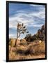 USA, California, Joshua Tree National Park. Joshua Trees in Mojave Desert-Ann Collins-Framed Photographic Print