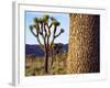 USA, California, Joshua Tree National Park. Joshua Trees-Jaynes Gallery-Framed Photographic Print