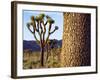 USA, California, Joshua Tree National Park. Joshua Trees-Jaynes Gallery-Framed Photographic Print