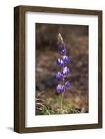 USA, California, Joshua Tree National Park. Lupine Wildflowers-Jaynes Gallery-Framed Photographic Print