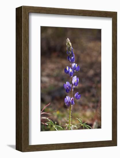 USA, California, Joshua Tree National Park. Lupine Wildflowers-Jaynes Gallery-Framed Photographic Print