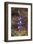 USA, California, Joshua Tree National Park. Lupine Wildflowers-Jaynes Gallery-Framed Photographic Print