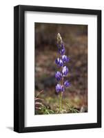 USA, California, Joshua Tree National Park. Lupine Wildflowers-Jaynes Gallery-Framed Photographic Print
