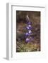 USA, California, Joshua Tree National Park. Lupine Wildflowers-Jaynes Gallery-Framed Photographic Print