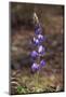 USA, California, Joshua Tree National Park. Lupine Wildflowers-Jaynes Gallery-Mounted Photographic Print