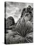 USA, California, Joshua Tree National Park, Mojave Yucca Plant-Ann Collins-Stretched Canvas
