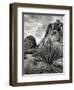 USA, California, Joshua Tree National Park, Mojave Yucca Plant-Ann Collins-Framed Photographic Print