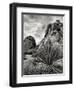 USA, California, Joshua Tree National Park, Mojave Yucca Plant-Ann Collins-Framed Photographic Print