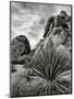 USA, California, Joshua Tree National Park, Mojave Yucca Plant-Ann Collins-Mounted Photographic Print