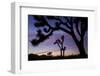 Usa, California, Joshua Tree National Park. Silhouettes of Joshua trees at sunset.-Merrill Images-Framed Photographic Print