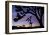 Usa, California, Joshua Tree National Park. Silhouettes of Joshua trees at sunset.-Merrill Images-Framed Photographic Print