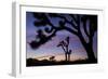 Usa, California, Joshua Tree National Park. Silhouettes of Joshua trees at sunset.-Merrill Images-Framed Photographic Print