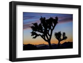 Usa, California, Joshua Tree National Park. Silhouettes of Joshua trees at sunset.-Merrill Images-Framed Premium Photographic Print