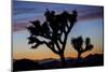 Usa, California, Joshua Tree National Park. Silhouettes of Joshua trees at sunset.-Merrill Images-Mounted Premium Photographic Print