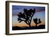 Usa, California, Joshua Tree National Park. Silhouettes of Joshua trees at sunset.-Merrill Images-Framed Photographic Print